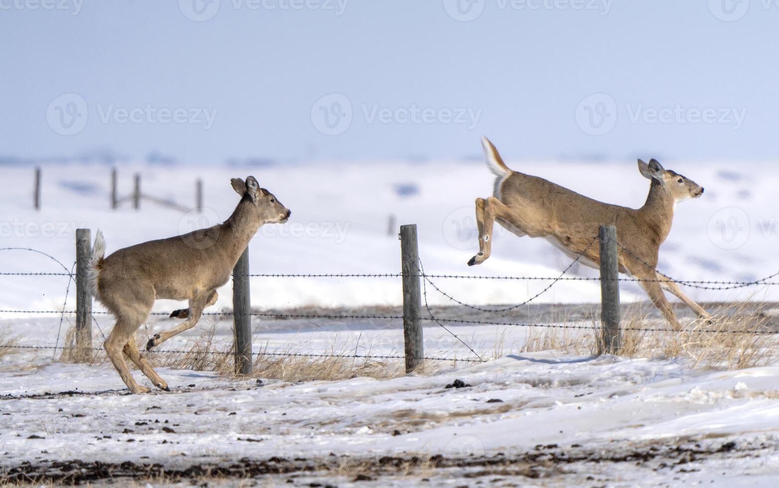 Prairie Deer Saskatchewan photo