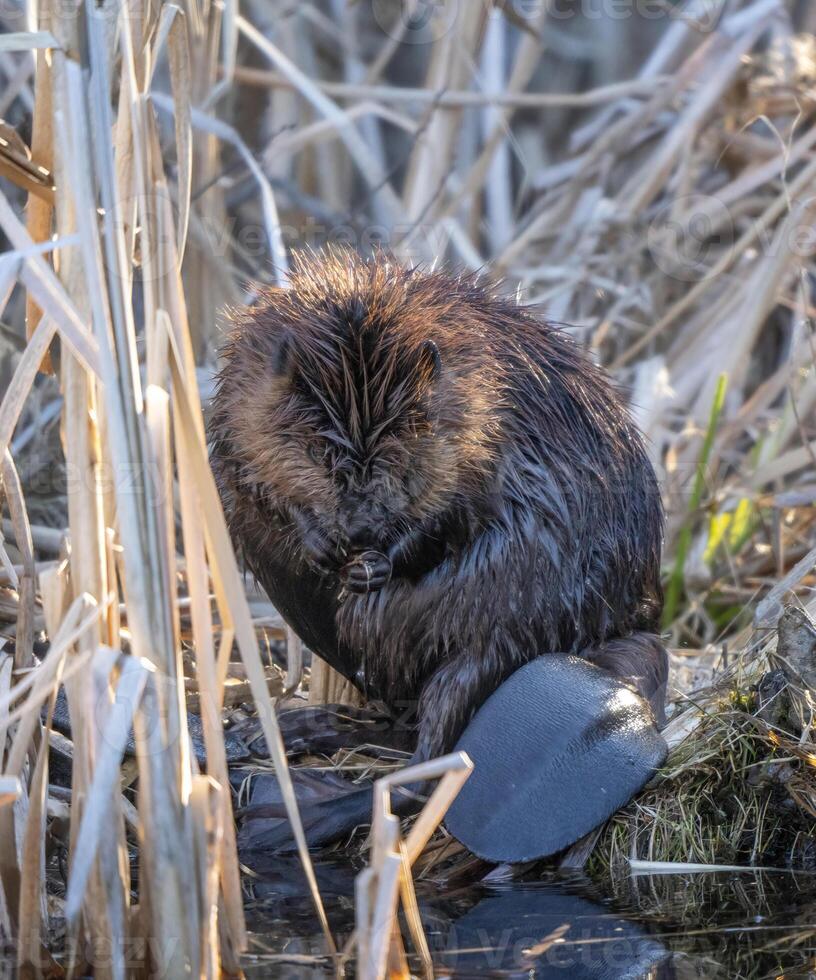 Close Up Beaver photo