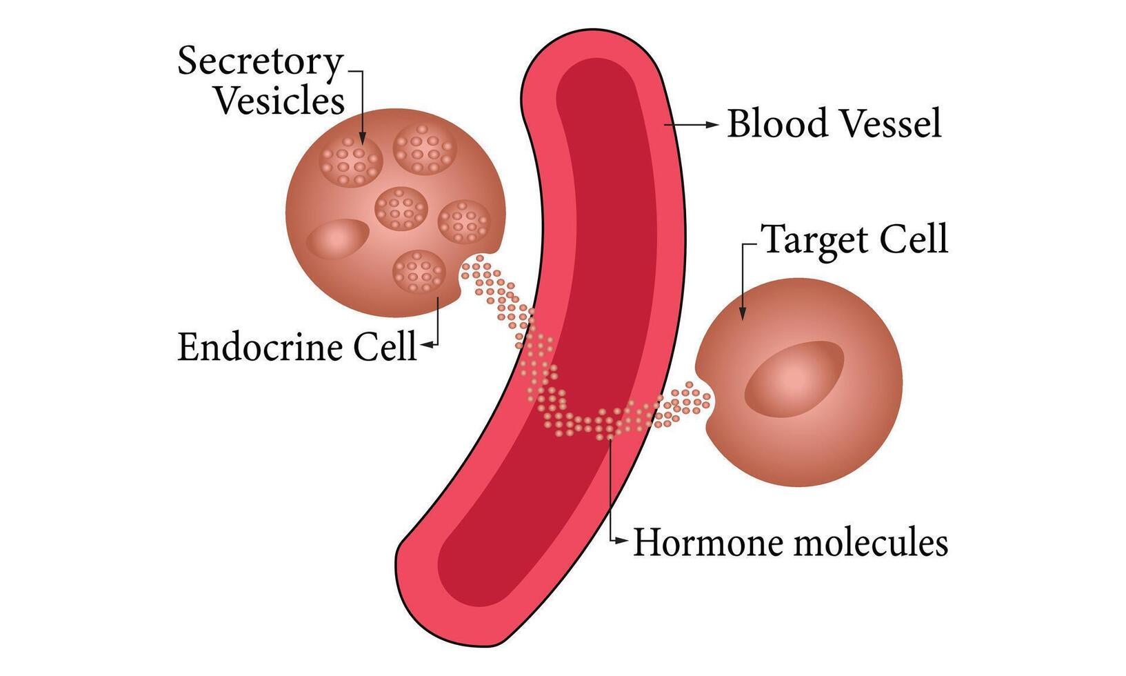 Endocrine Science Diagram 100 vector illustration design. Endocrine Science Diagram Organ, Human Endocrine Anatomy Design