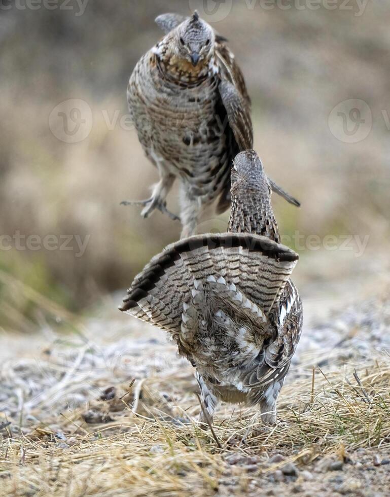 Ruffed Grouse Saskatchewan photo