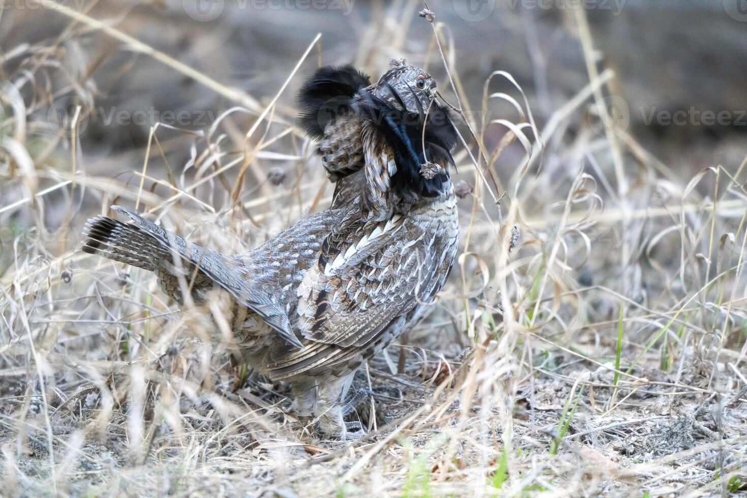 Ruffed Grouse Saskatchewan photo
