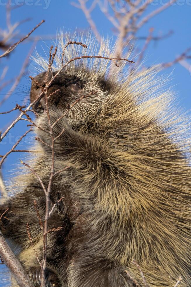 Porcupine Close Up photo