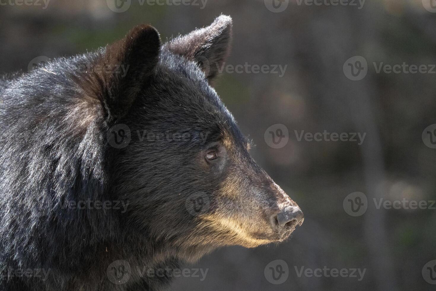 Black Bear Close Up photo