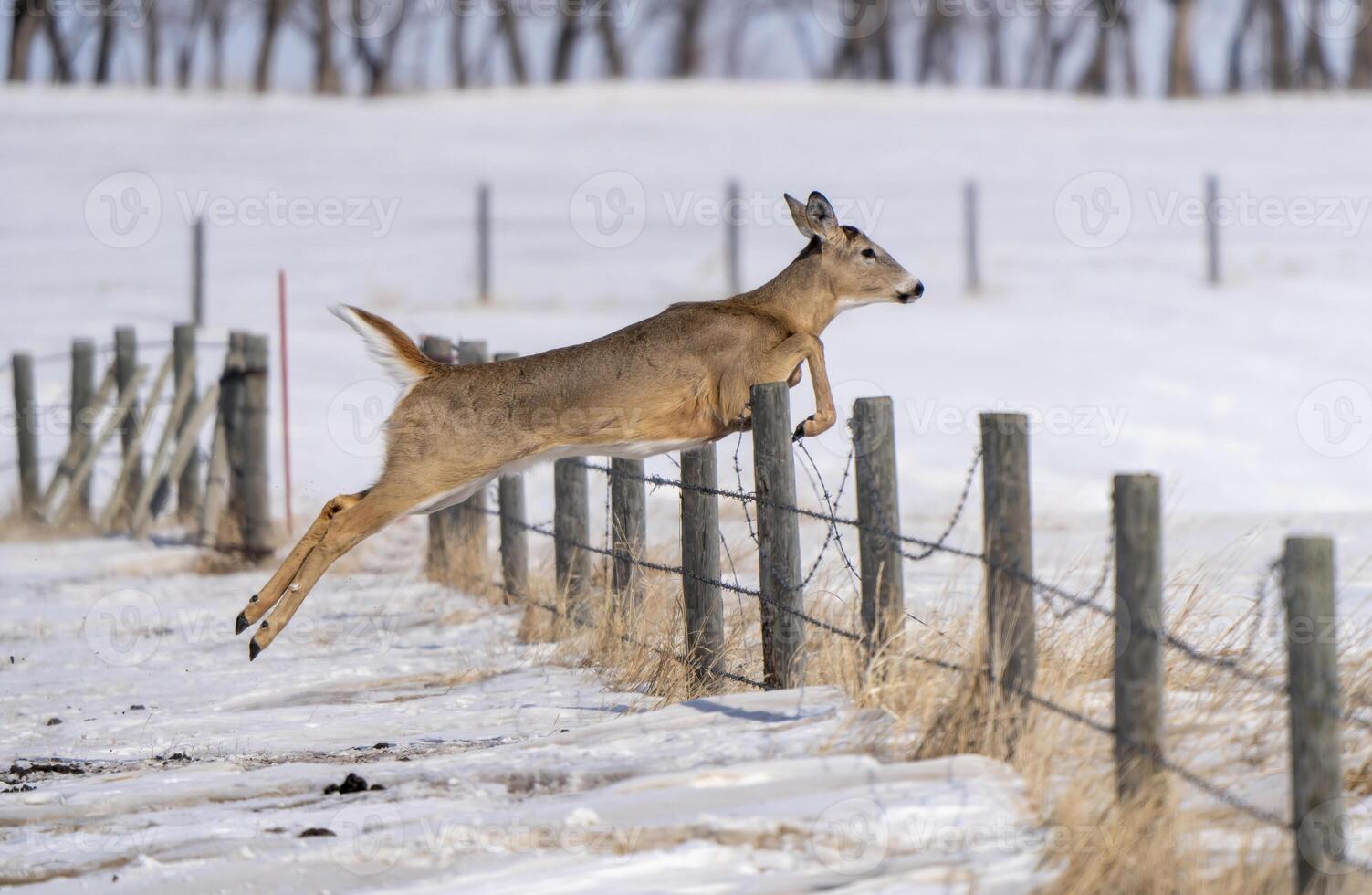 Prairie Deer Saskatchewan photo