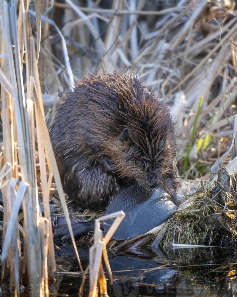 Close Up Beaver photo