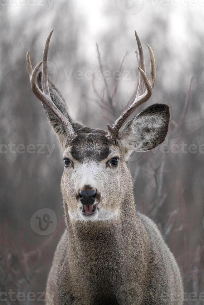 Prairie Deer Saskatchewan photo