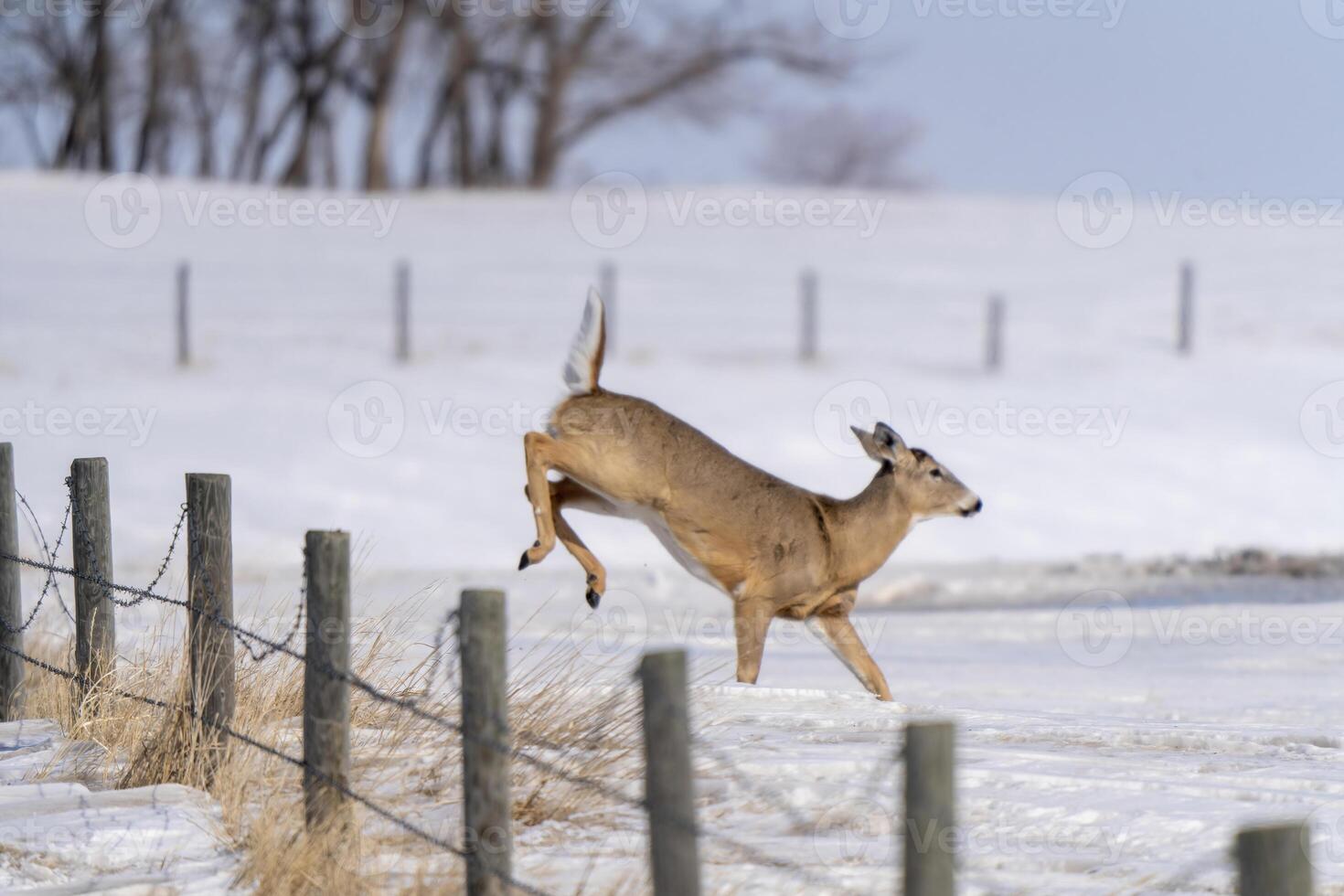 Prairie Deer Saskatchewan photo