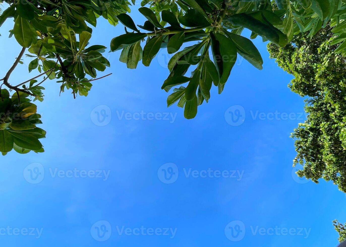 Blue cloudless clear sky through treetops, view from below. sky on sunny day is framed by green tree branches. there is space for text photo