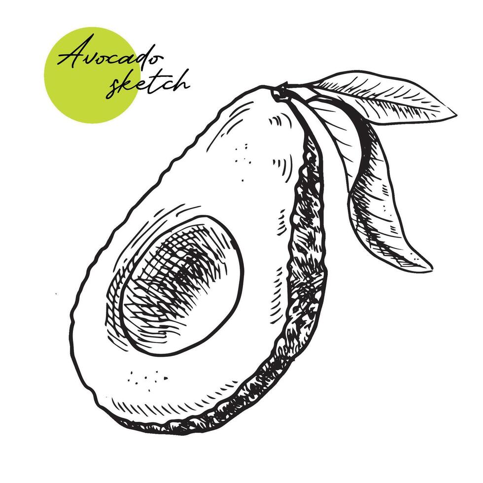 Avocado slice vector. Hand drawn sketch of ripe tropical fruit. Piece of peeled fresh avocado. Tasty healthy food, garden vegetable outline. Monochrome illustration isolated on wihte vector