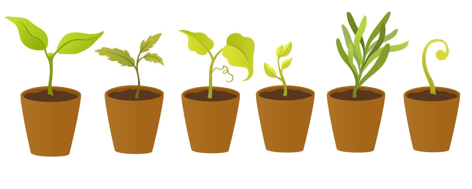 Pots with plants sprouts. Seedling gardening plant. Seeds sprout in ground. Sprout, plant, tree growing agriculture icons. Vector hand draw flat illustration isolated on white background.