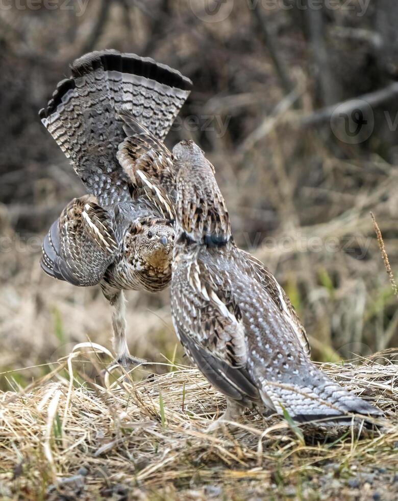 Ruffed Grouse Saskatchewan photo