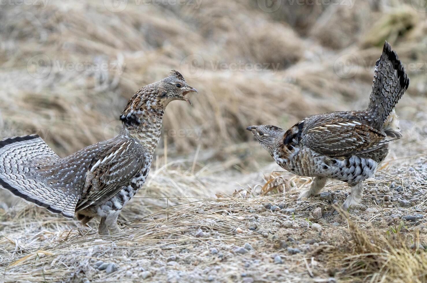 Ruffed Grouse Saskatchewan photo