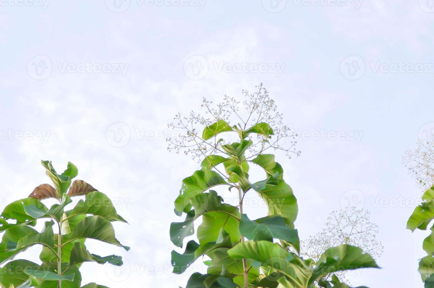 Tectona grandis, Teak or LAMIACEAE or teak plant or teak seed teak and flower and sky photo