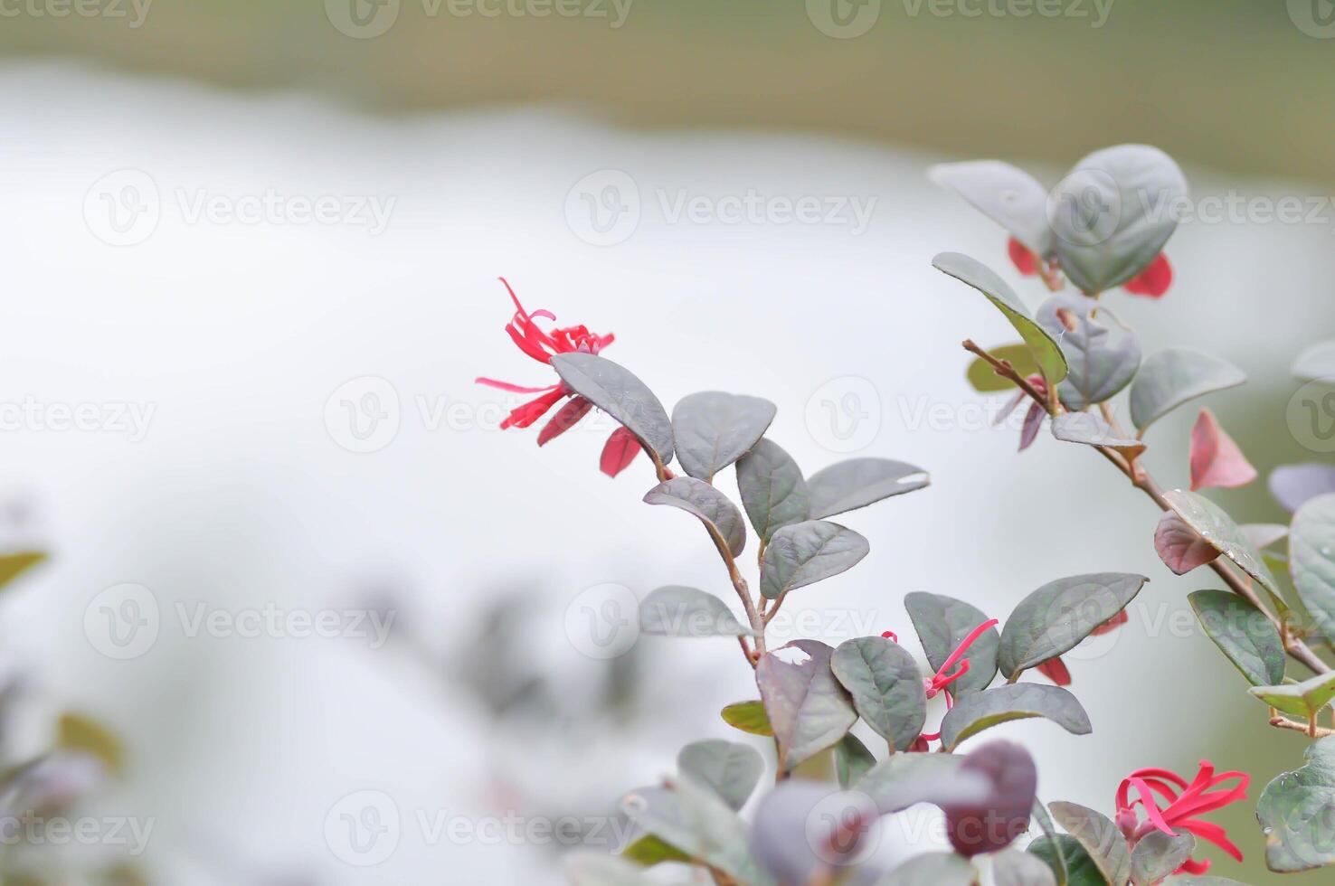 Loropetalum chinense , Chinese fringe flower or Chinese witch hazel or Loropetalum or HAMAMELIDACEAE photo