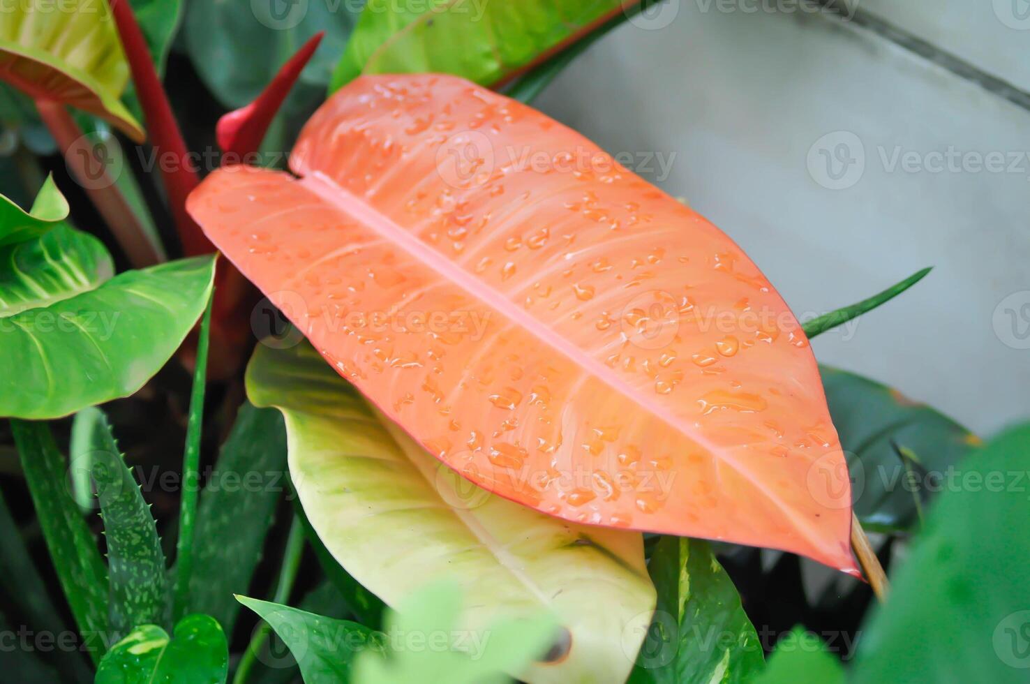 Philodendron sunlight ,Philodendron plant or orange leaf photo