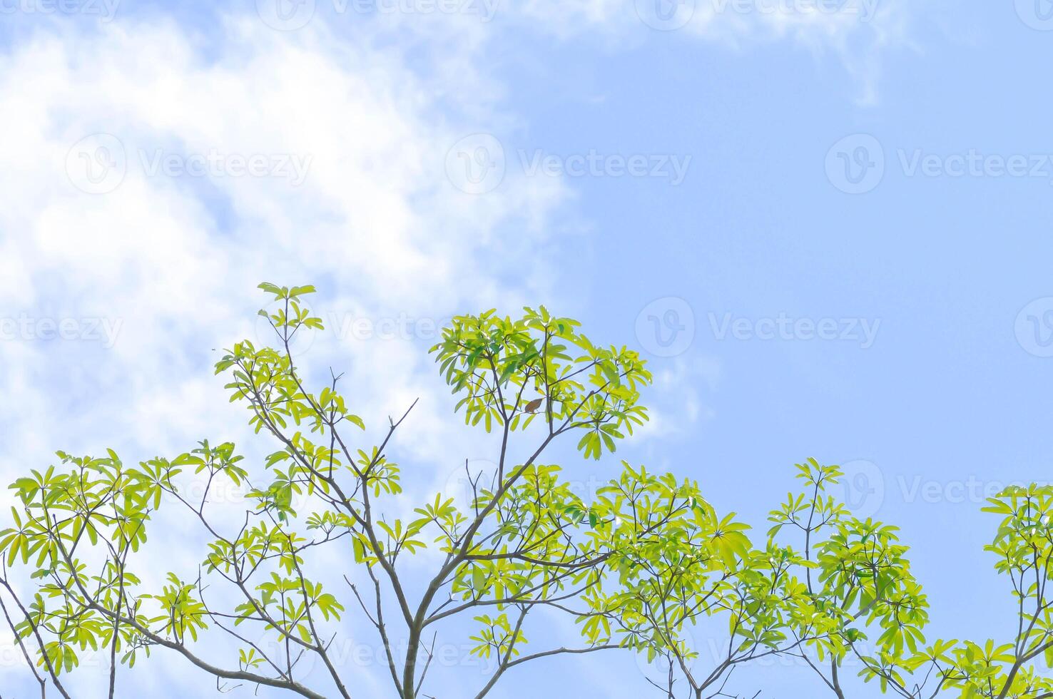 Devil tree, White cheesewood or Devil bark or Dita bark or Black board tree or Alstonia scholaris  or APOCYNACEAE or RAUVOLFIOIDEAE and sky photo