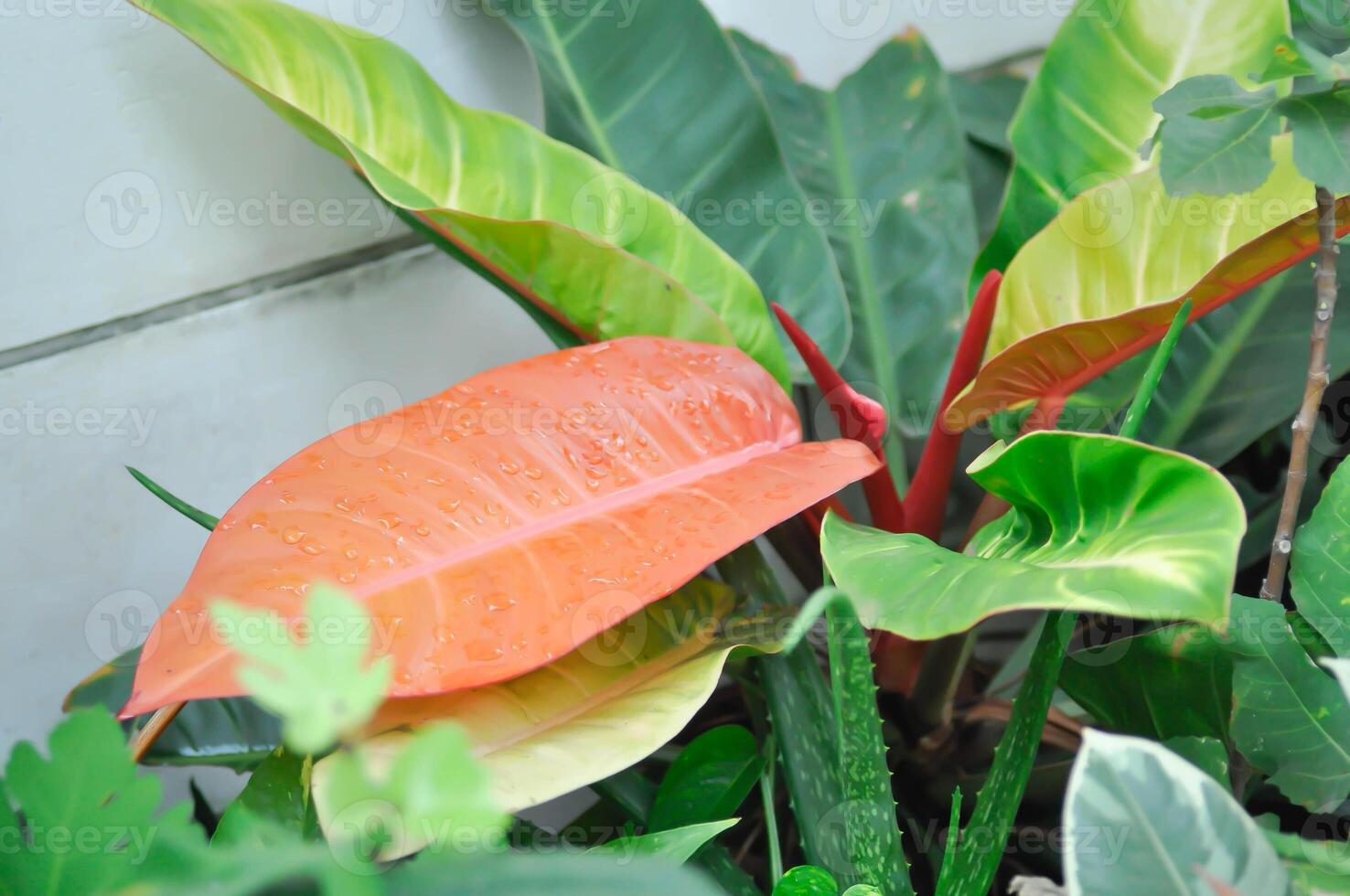 Philodendron sunlight ,Philodendron plant or orange leaf photo