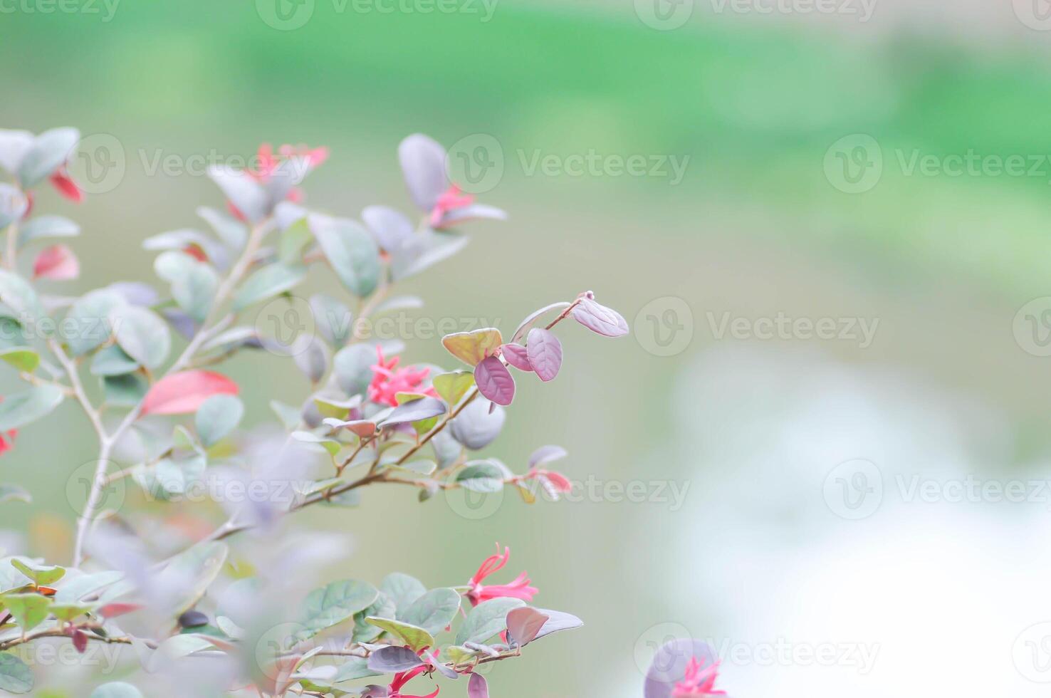 Loropetalum chinense , Chinese fringe flower or Chinese witch hazel or Loropetalum or HAMAMELIDACEAE photo