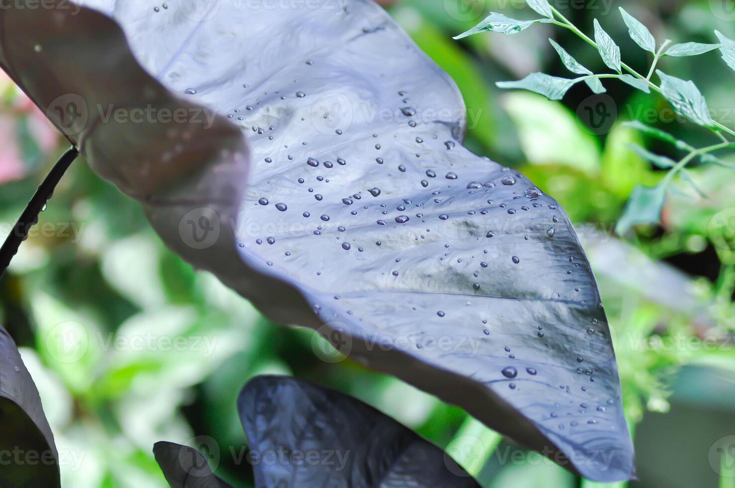 colocasia black ripple , Colocasia or black Colocasia plant and Colocasia esculenta or colocasia black coral and rain drop photo