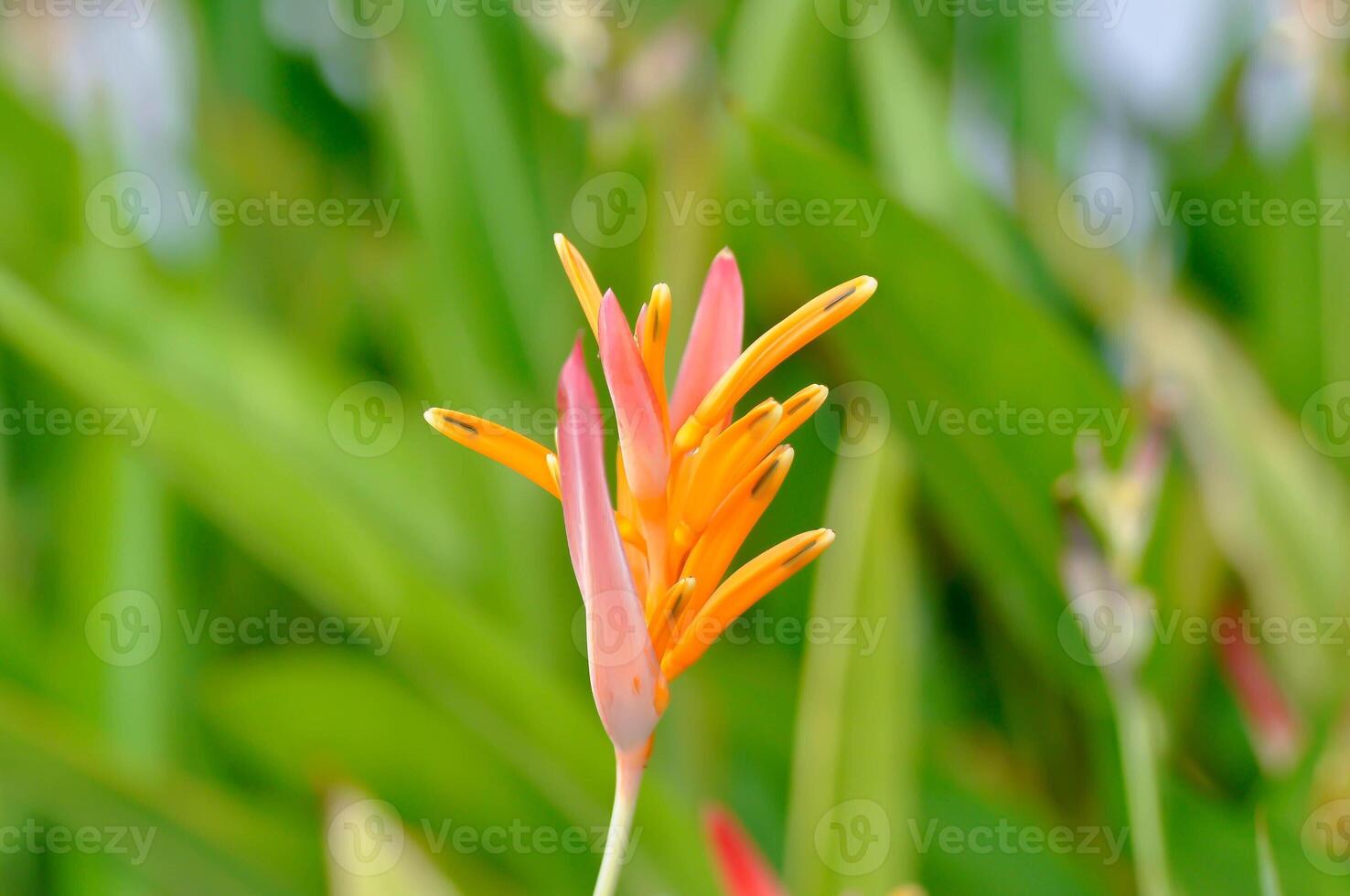 heliconia psitácoro ,heliconia o heliconiaceae o naranja flor foto