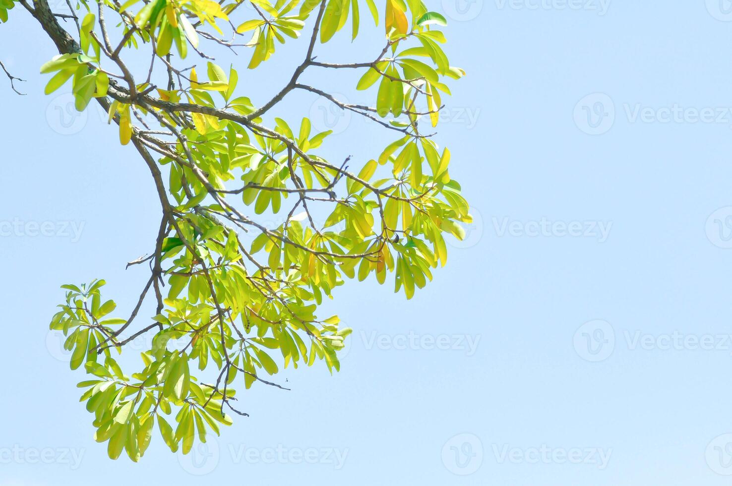 Devil tree, White cheesewood or Devil bark or Dita bark or Black board tree or Alstonia scholaris  or APOCYNACEAE or RAUVOLFIOIDEAE and sky photo