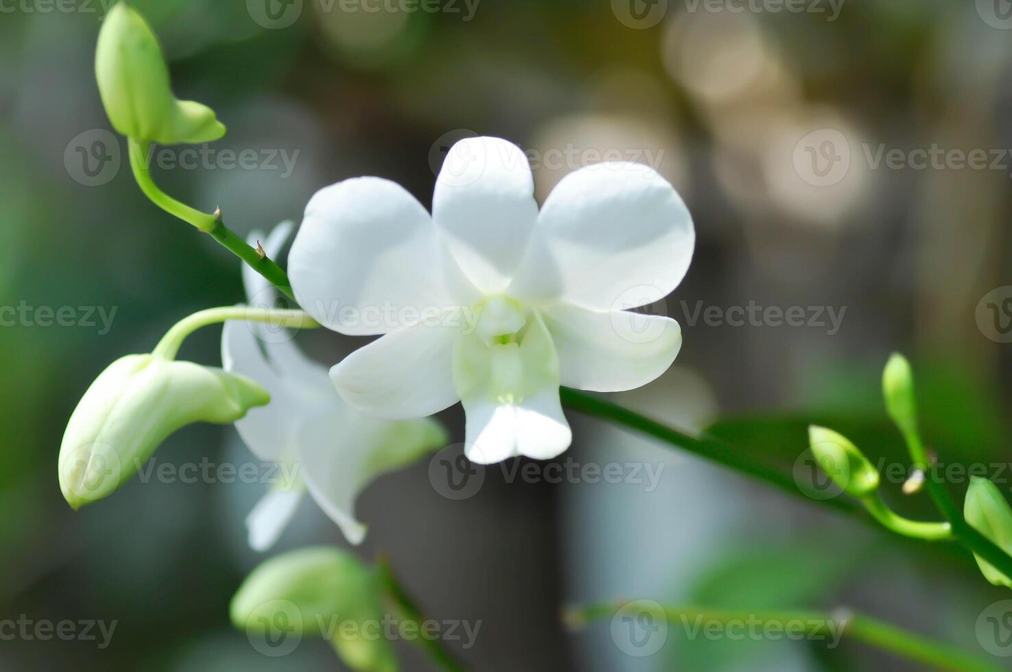orchid or white orchid , ORCHIDACEAE photo