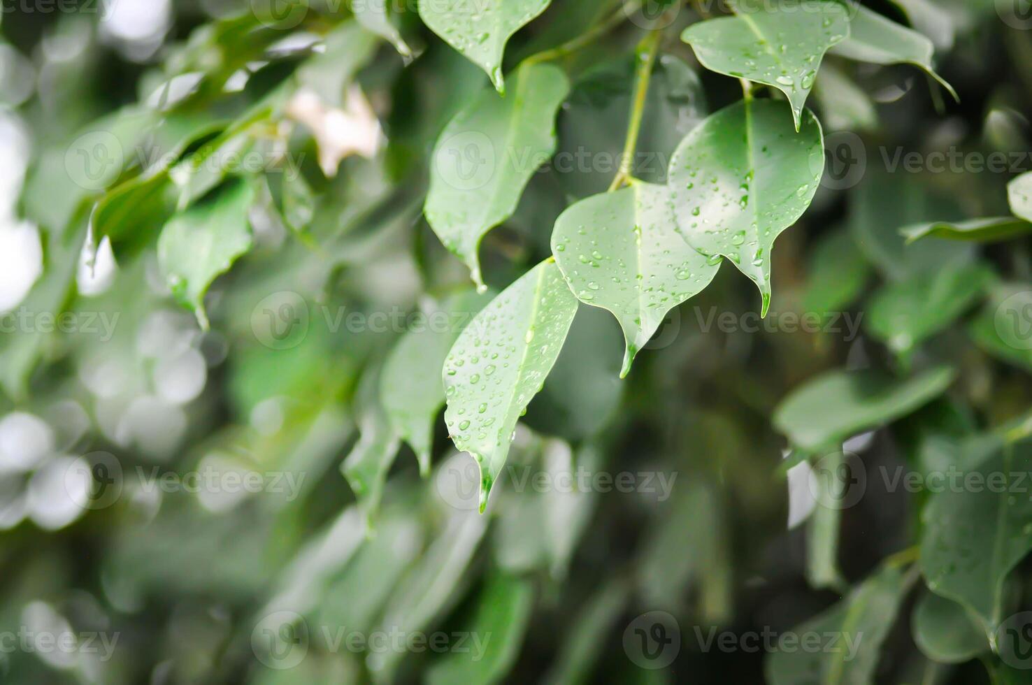 Ficus Benjamina  L, Moraceae or Golden Fig or Weeping Fig and rain droplet photo