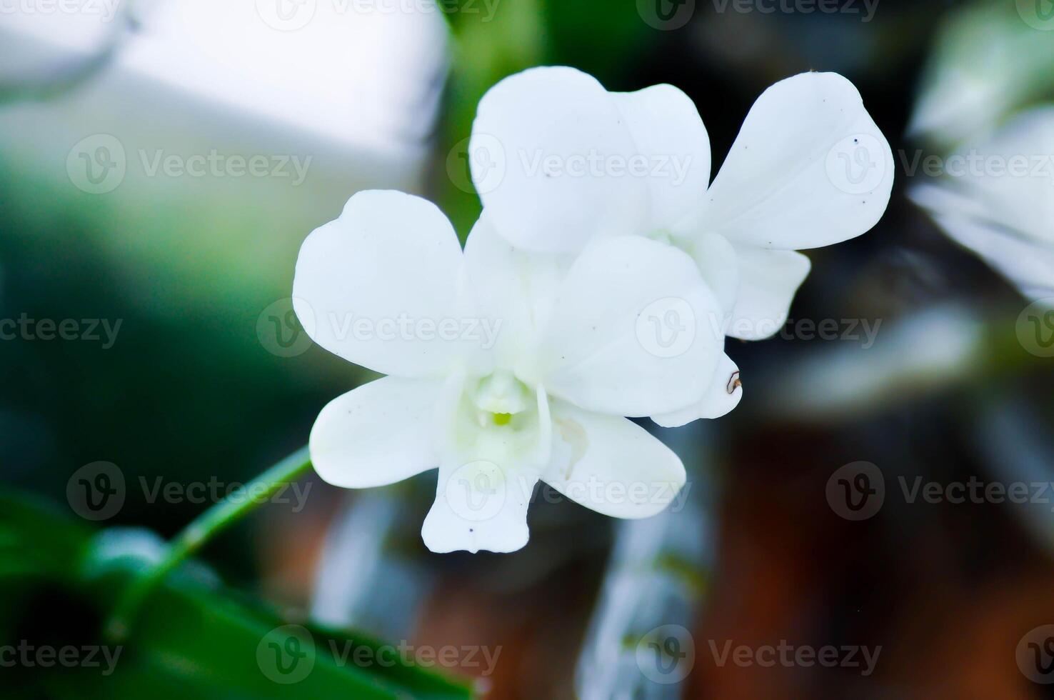 orchid or white orchid , ORCHIDACEAE photo