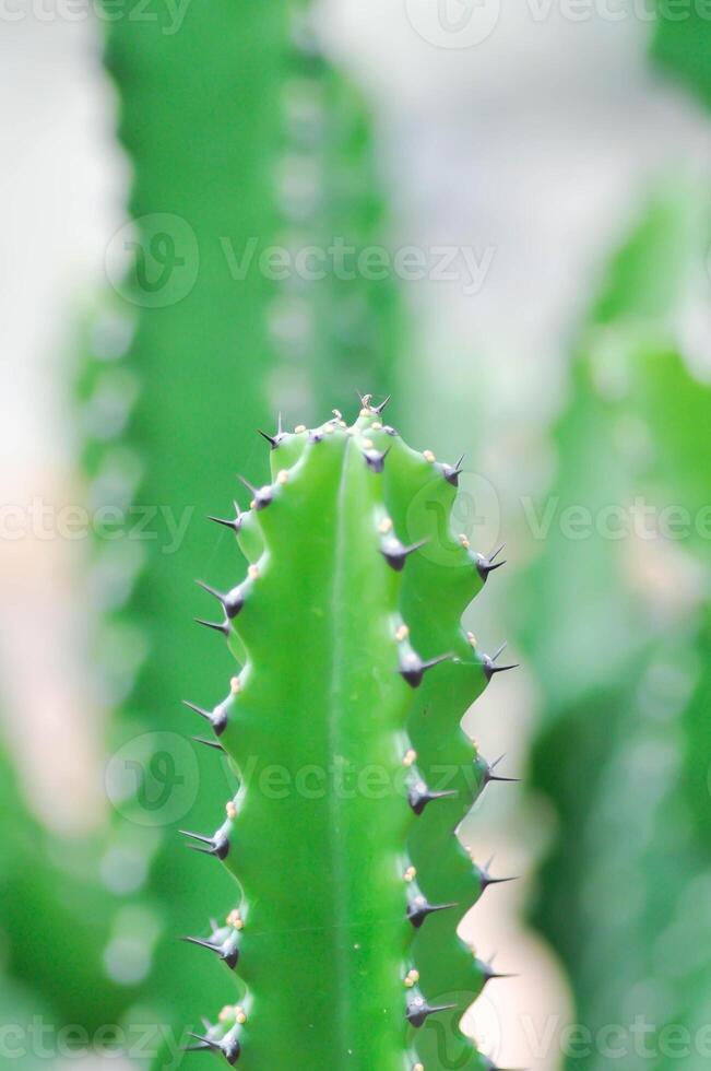 cactus plant or Euphorbia or Euphorbia mayurnathanii ,Euphorbia lactea or Euphorbia lacei Craib photo