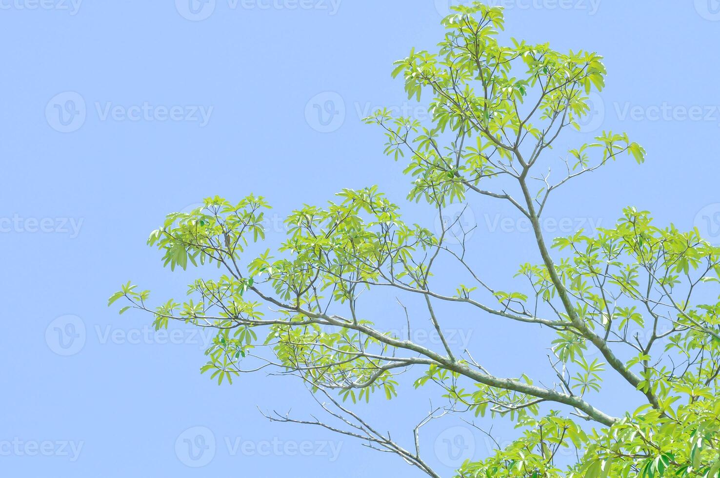 Devil tree, White cheesewood or Devil bark or Dita bark or Black board tree or Alstonia scholaris  or APOCYNACEAE or RAUVOLFIOIDEAE and sky photo