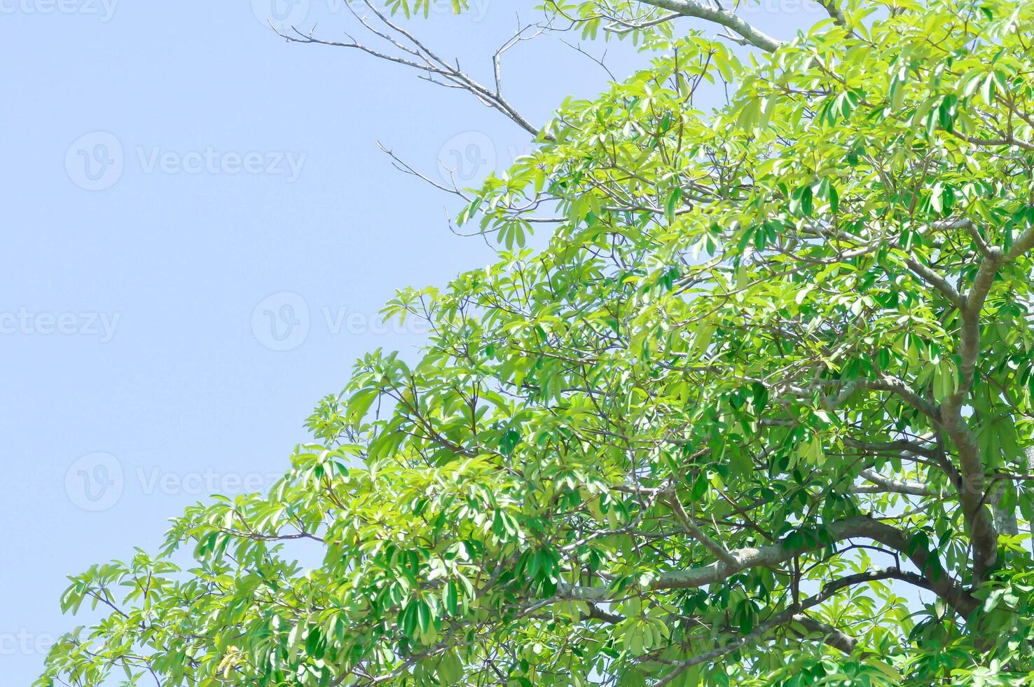 Devil tree, White cheesewood or Devil bark or Dita bark or Black board tree or Alstonia scholaris  or APOCYNACEAE or RAUVOLFIOIDEAE and sky photo