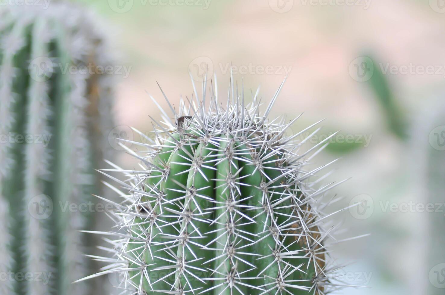 Mammillaria mammillaria plumosa o cactus planta foto