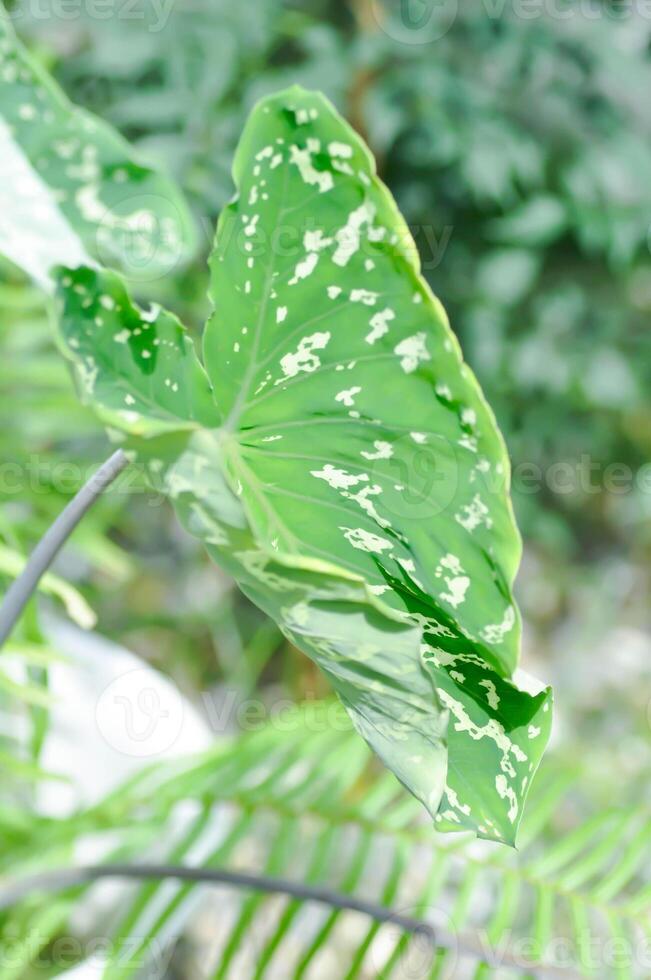 colocasia esculenta hilo belleza,colocasia o esculenta hilo o colocasia bicolor foto