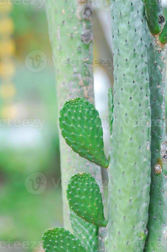 Opuntia Rubescens or Road Kill Cactus ,Opuntia cochenillifera or Opuntia or cactus photo