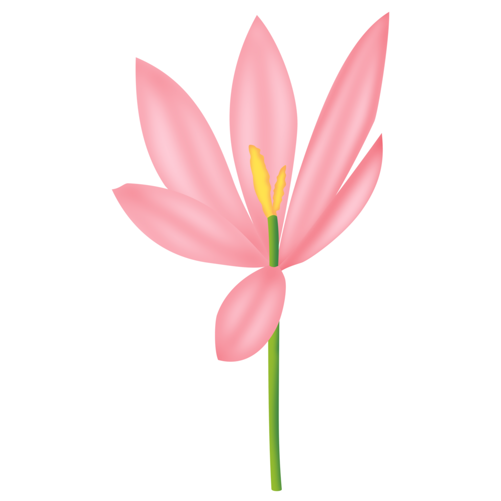 A crocus PNG transparent background in a hand-drawn gradient color spring floral concept, illustration