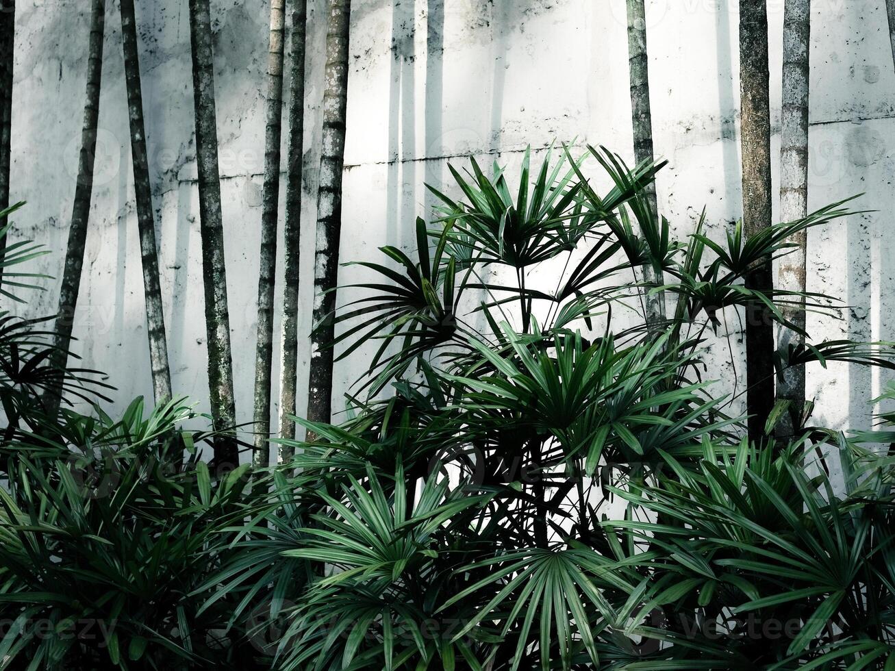 Palm trees against concrete wall photo