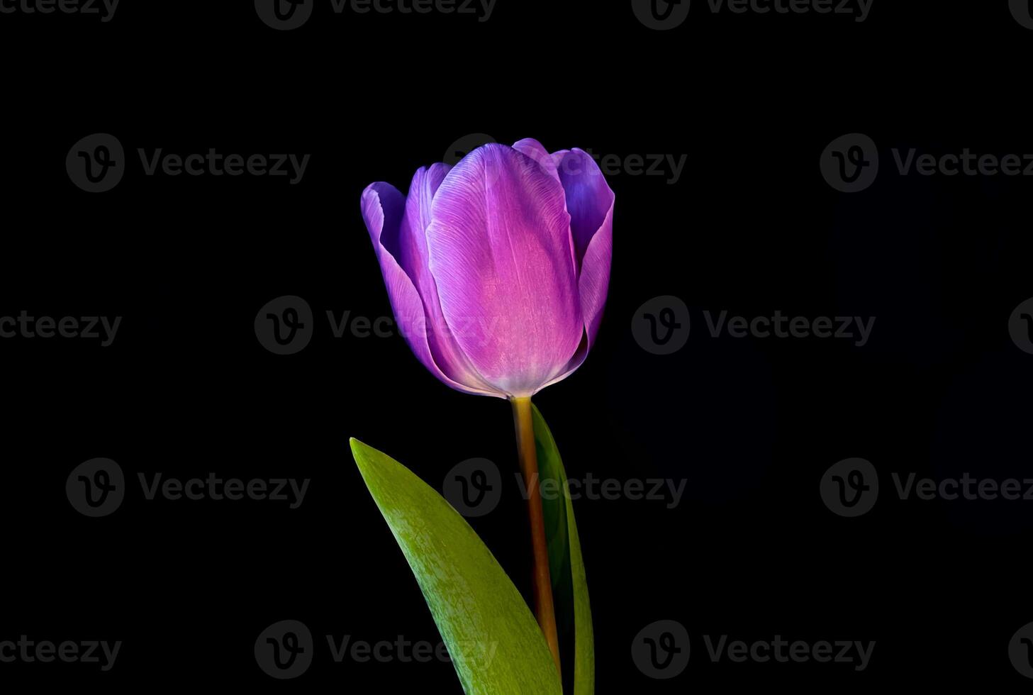 Close up Purple tulip isolated on black background. Studio shot, spring time. Holland tulip. photo