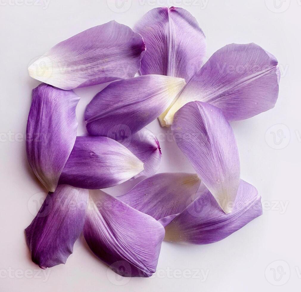 manojo de hermosa tulipán púrpura pétalos, de cerca, plano poner. Boda romance, fragancia. delicado antecedentes foto