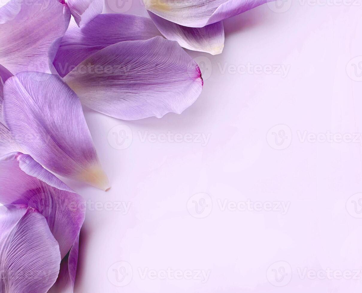 tender light purple tulip petals frame corner on pink background. photo