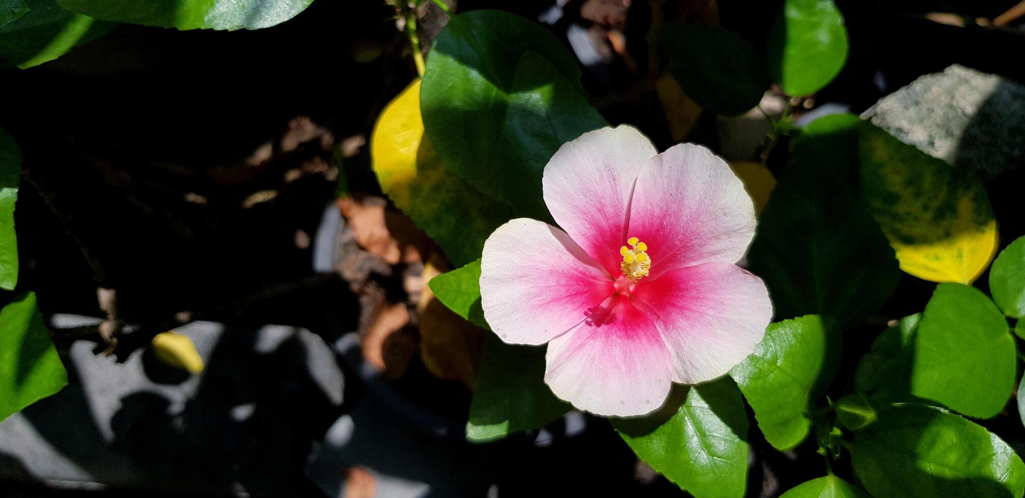 hibisco o rosado flor con verde hojas y pared antecedentes con Copiar espacio. hermoso, belleza de naturaleza, árbol y natural concepto foto