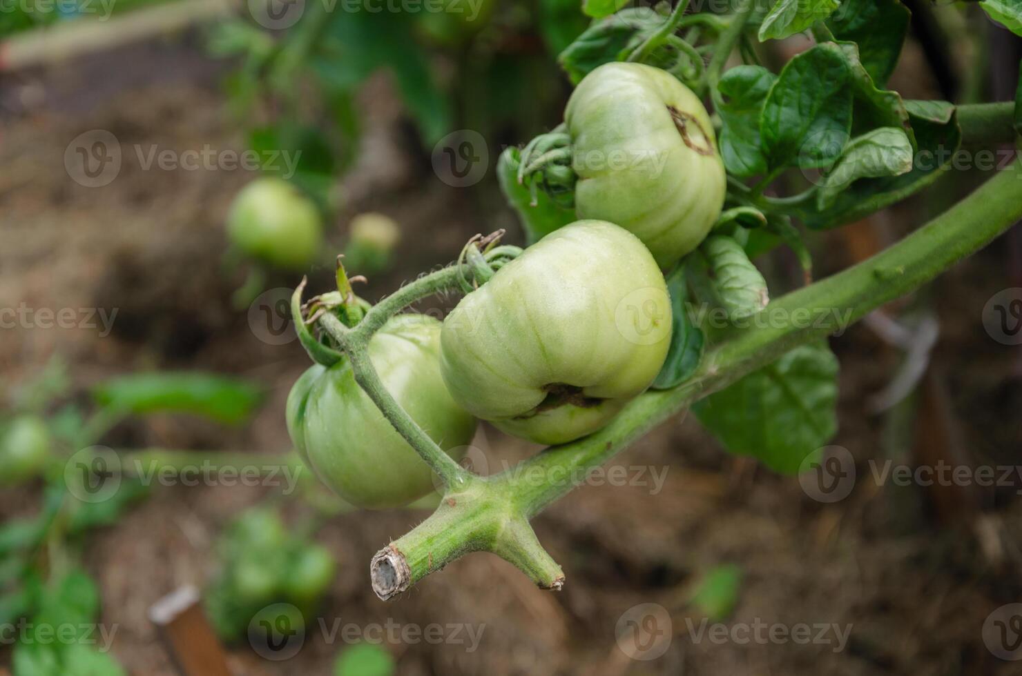 verde Tomates madurar en el jardín foto
