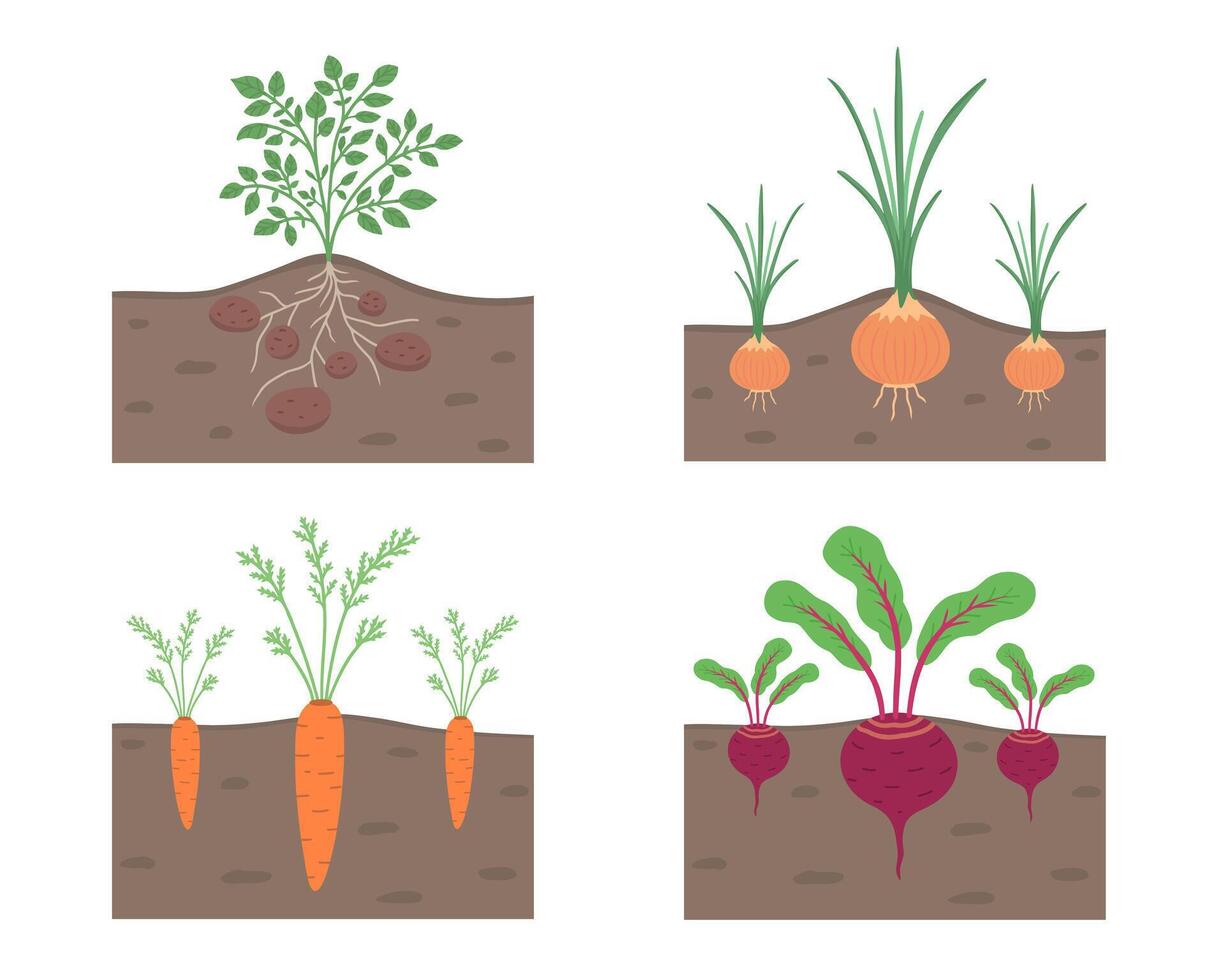 root vegetables in ground, set. Illustration for printing, backgrounds, covers and packaging. Image can be used for greeting cards, posters, stickers and textile. Isolated on white background. vector
