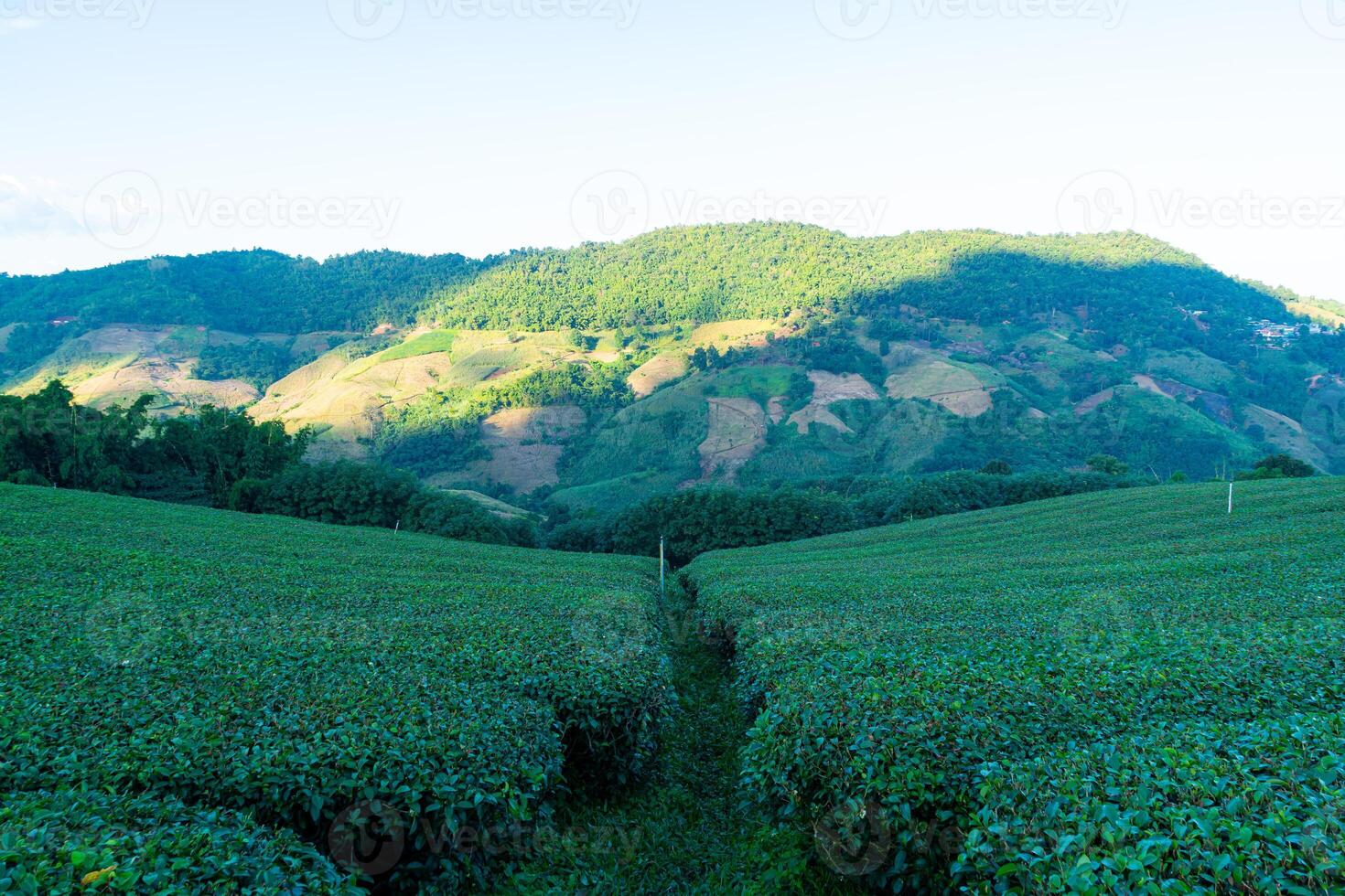 tea plantation and green tea plantation photo