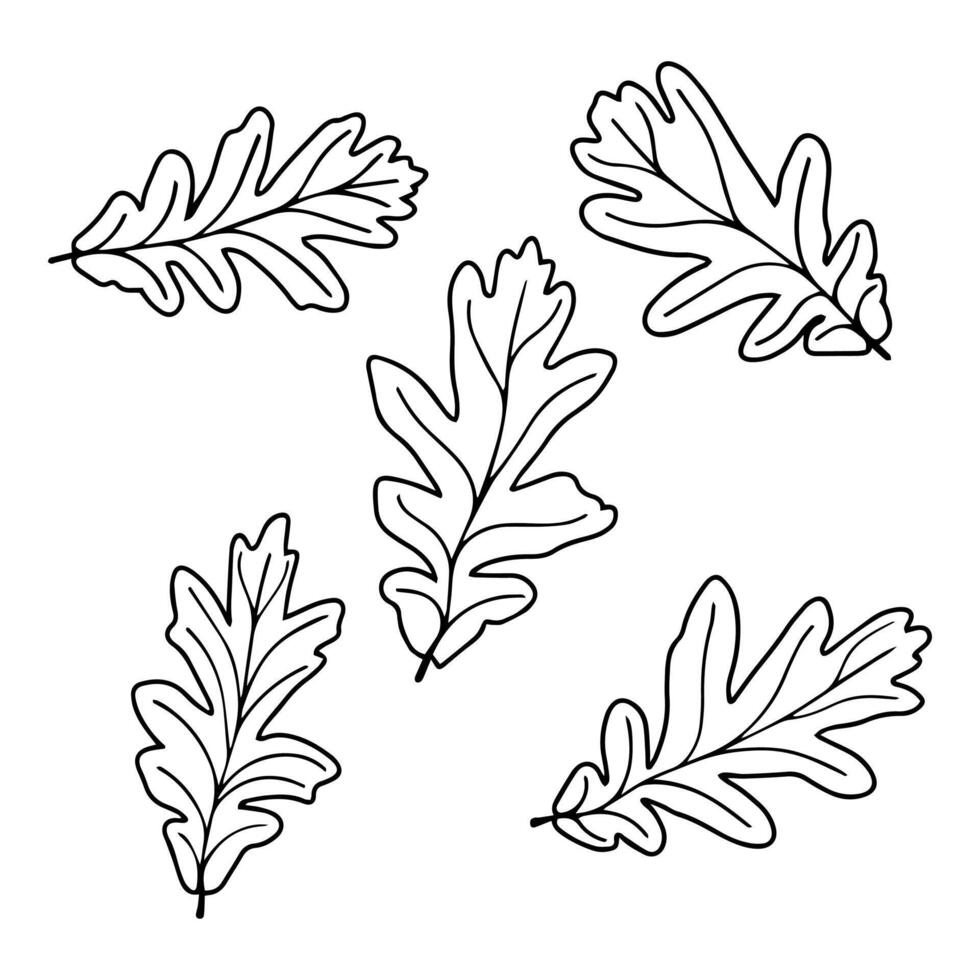 Set of vector silhouettes of a realistic shape of oak leaves