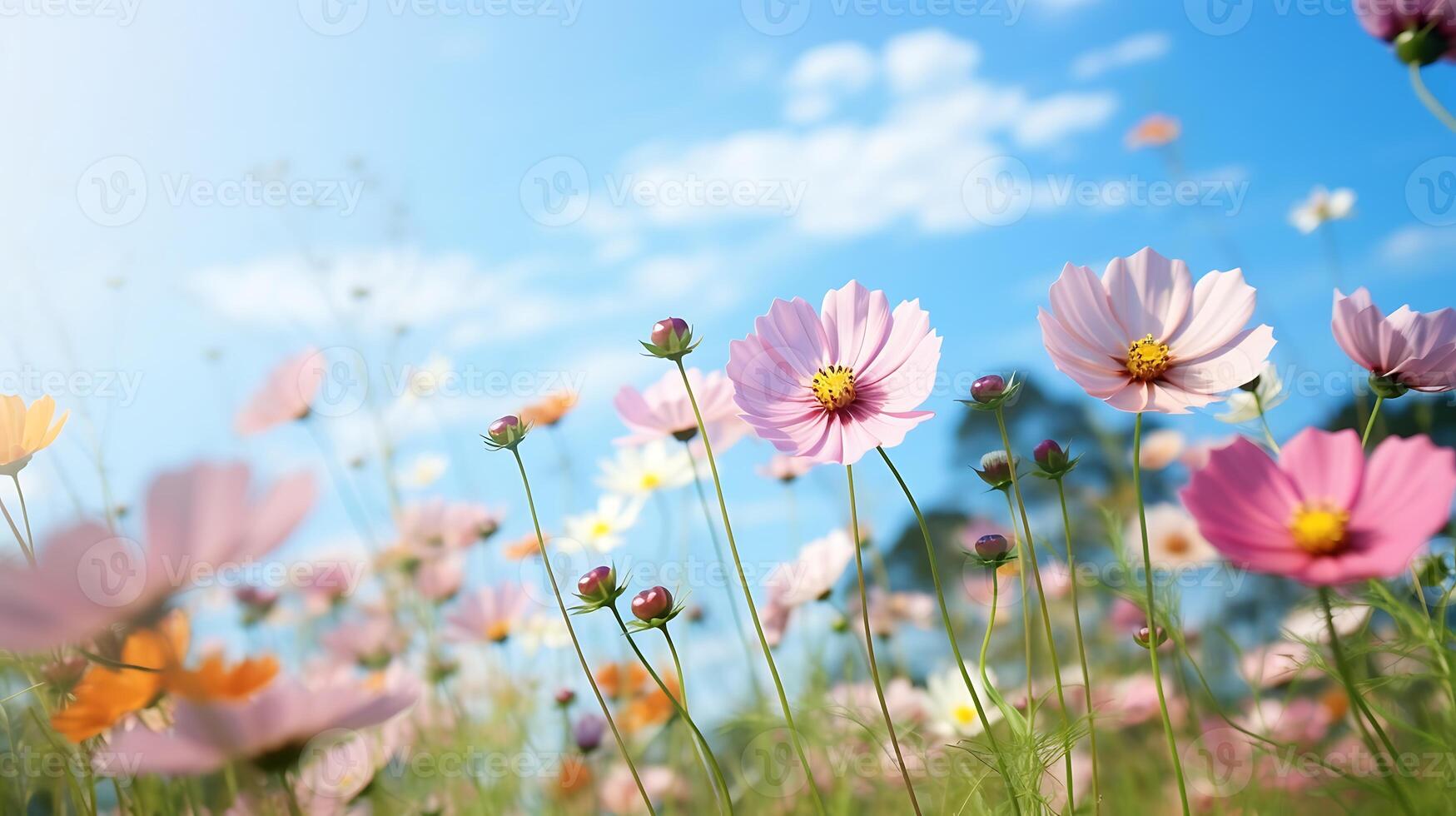 AI generated Field of cosmos flowers with blue sky and white clouds. Spring nature background photo