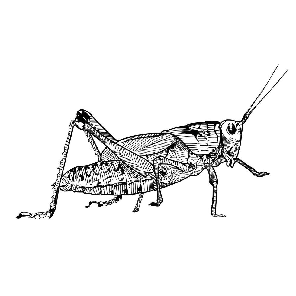 Vector grasshopper hand-drawn engraving