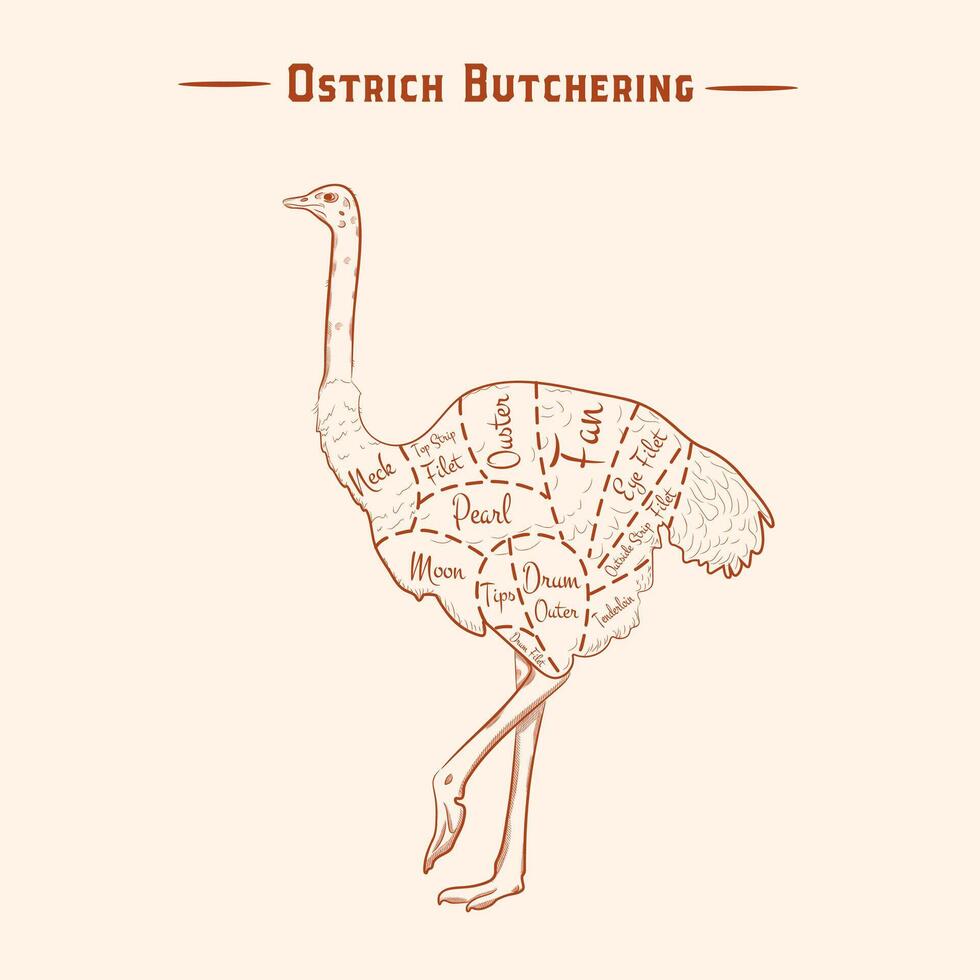 Ostrich in red outline. Label Template. Vintage retro print, tag, label with ostrich pattern engraved in old school style. Vector illustration.