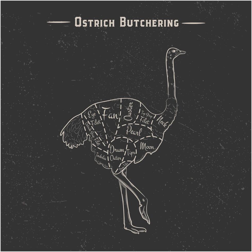 White lines, ostrich on black won. Vintage scheme of cutting ostrich meat. Vector illustration. Grange texture, retro, engraving.