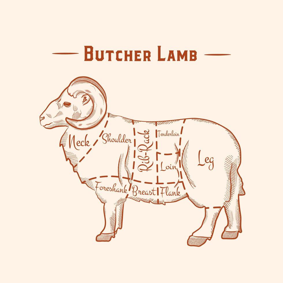 Lamb or mutton cuts diagram. Butcher shop. Vector illustration