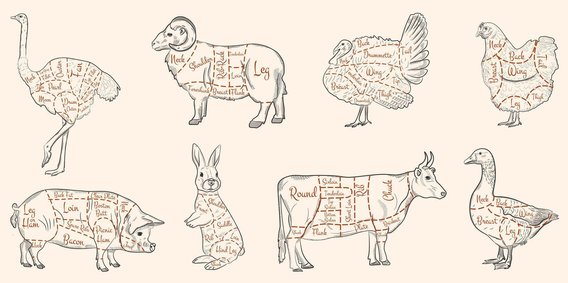 A butcher's diagram. Cutting meat. Silhouette of cow, chicken, pig, sheep. Beef, chicken, pork, lamb, turkey, ostrich, rabbit, goose. Vector illustration for butcher store.